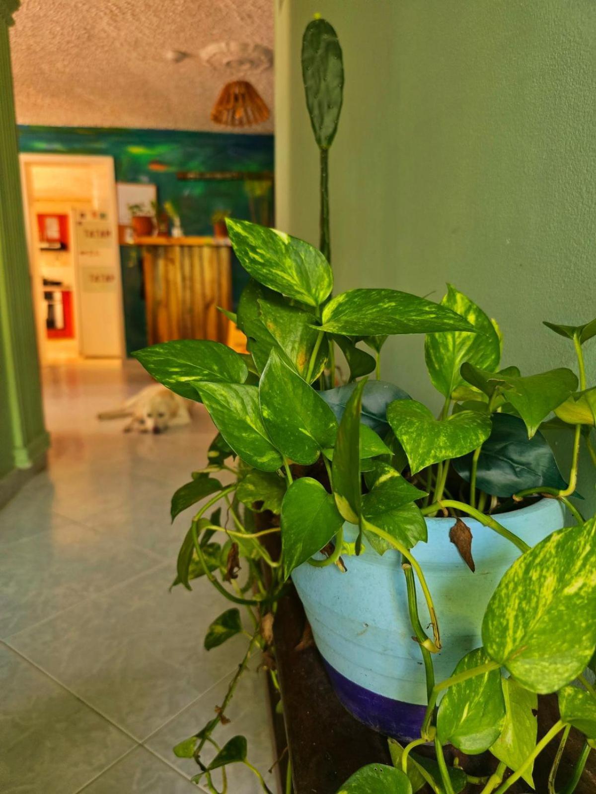 Tatami Hostel Bucaramanga Kültér fotó